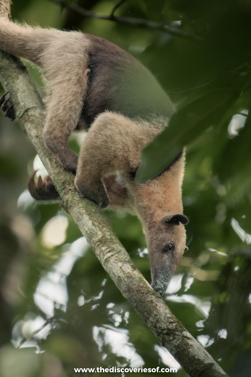 Anteater searching for food