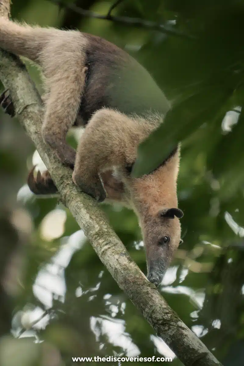 Anteater searching for food