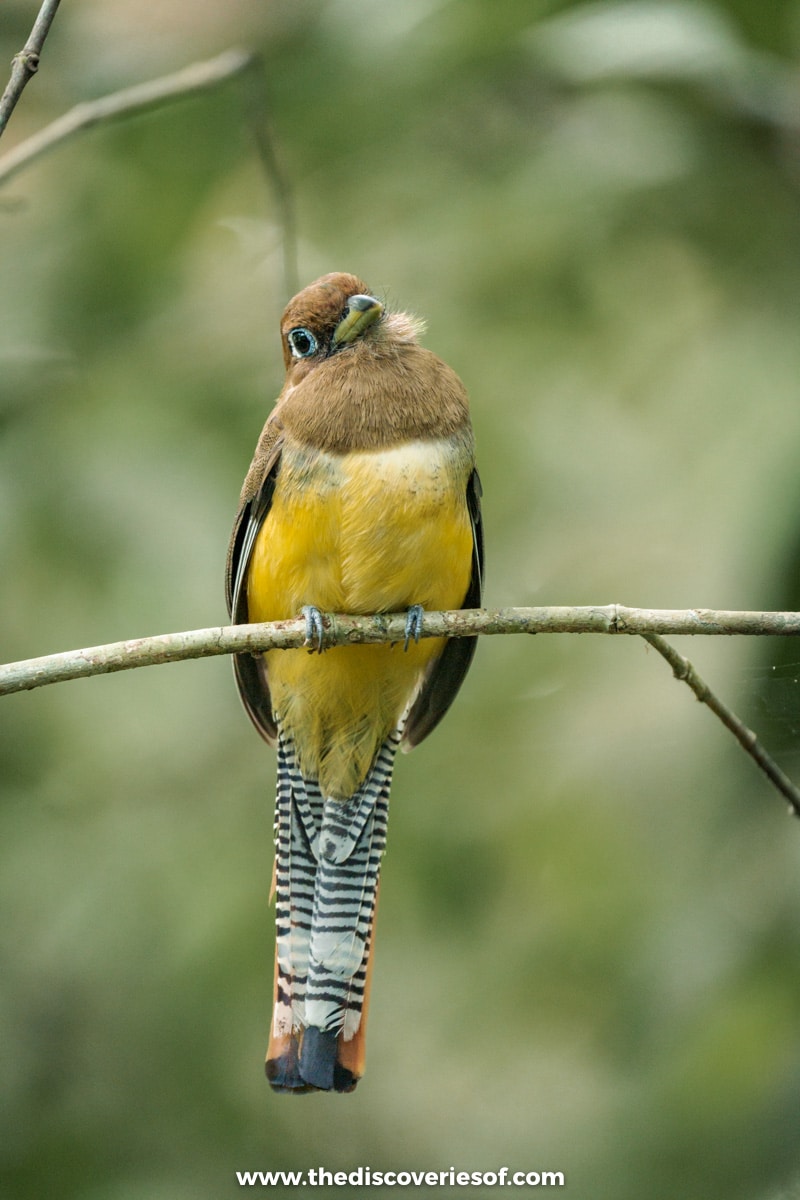 Bird in Corcovado National Park 