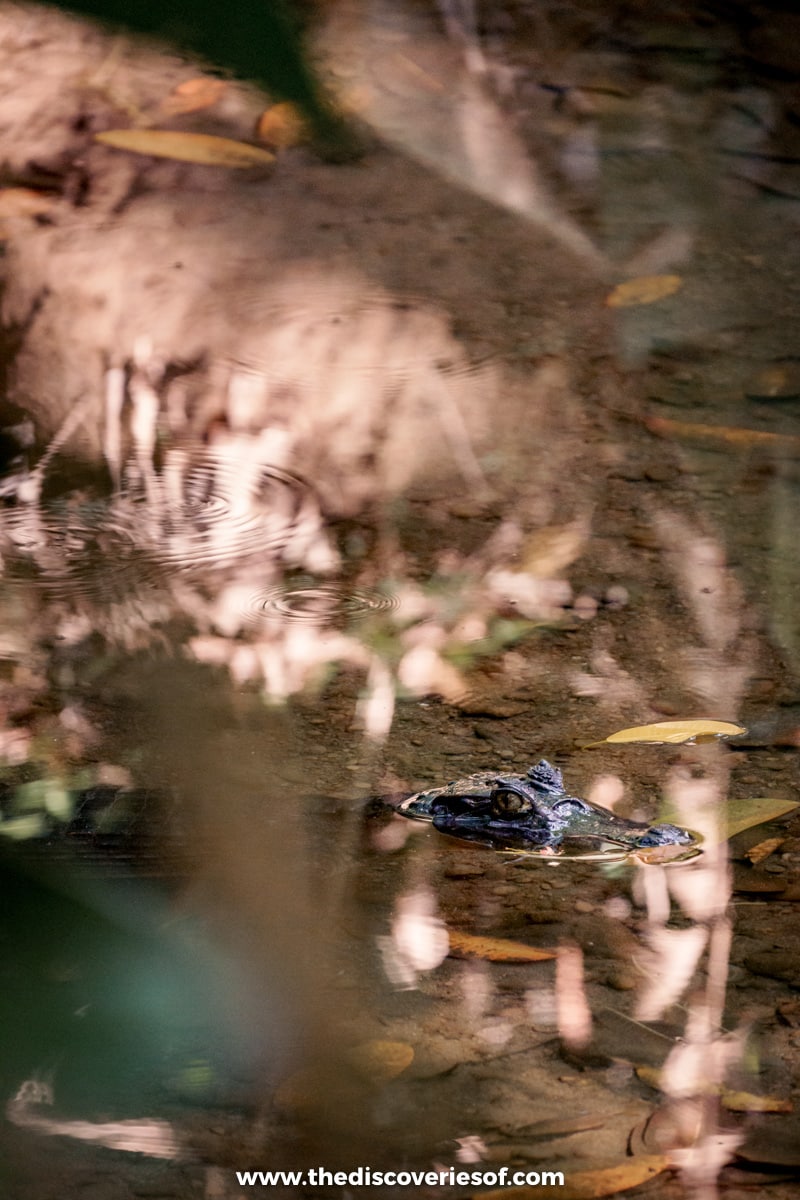 Caiman hidden in a river in the park 
