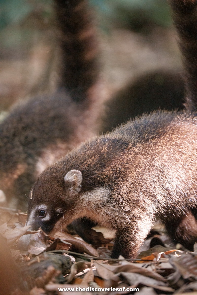 Coati foraging in the park 