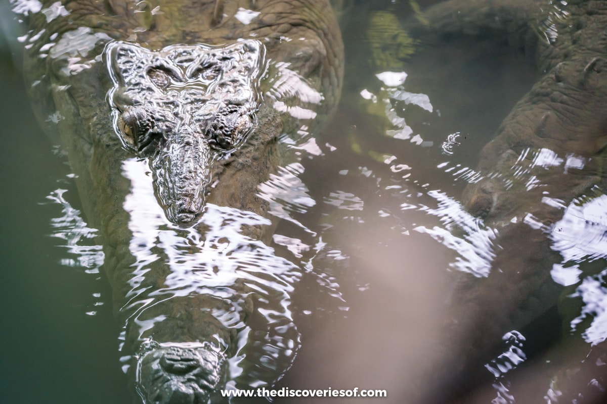 Crocodile by San Pedrillo