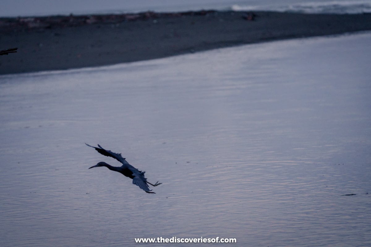 Dawn by River and bird in flight