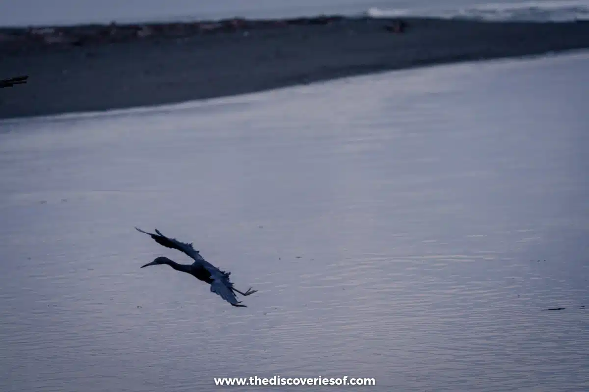 Dawn by River and bird in flight