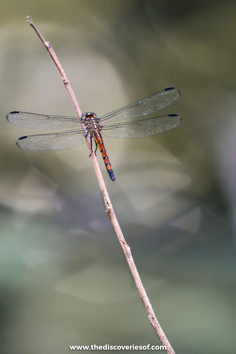 Dragonfly 