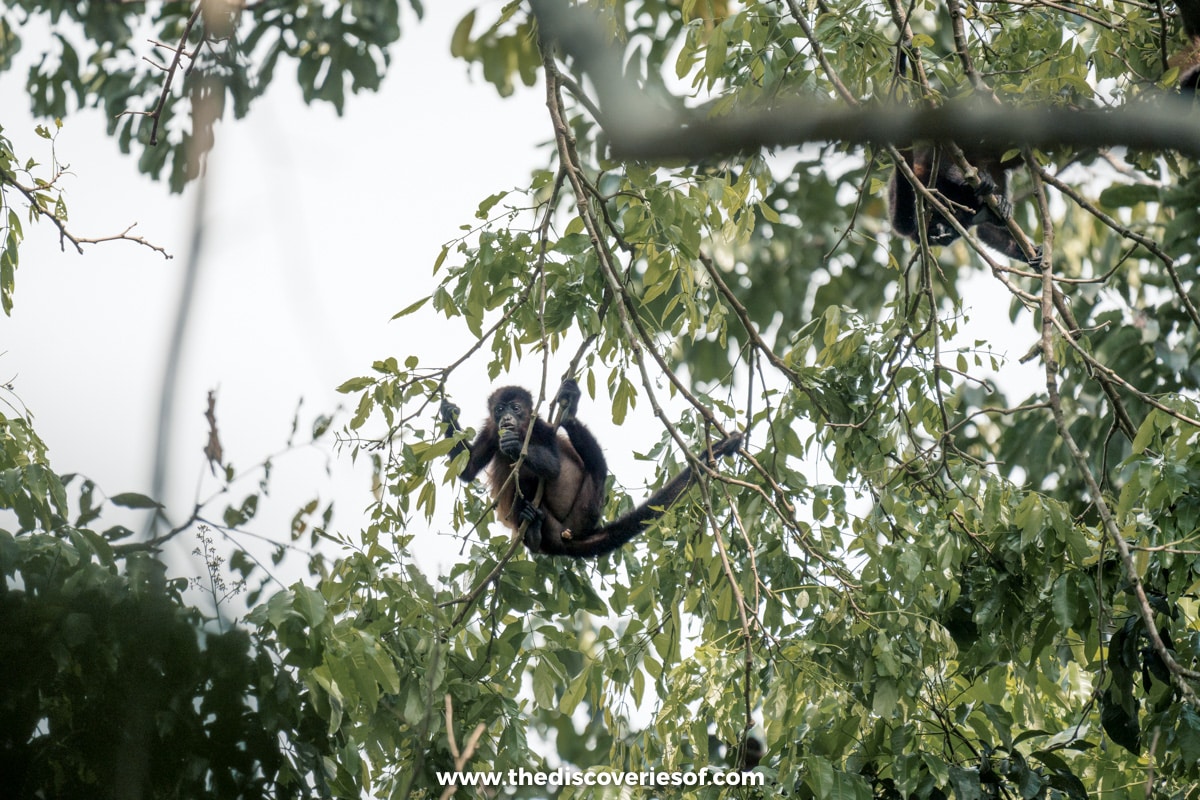 Howler Monkeys in Corcovado