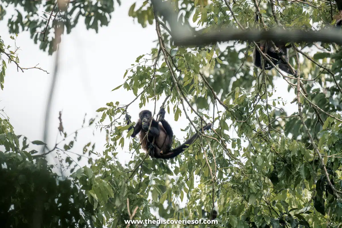 Howler Monkeys in Corcovado 