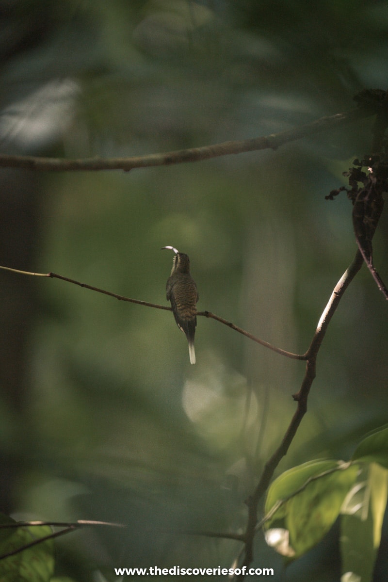 Hummingbird different lighting