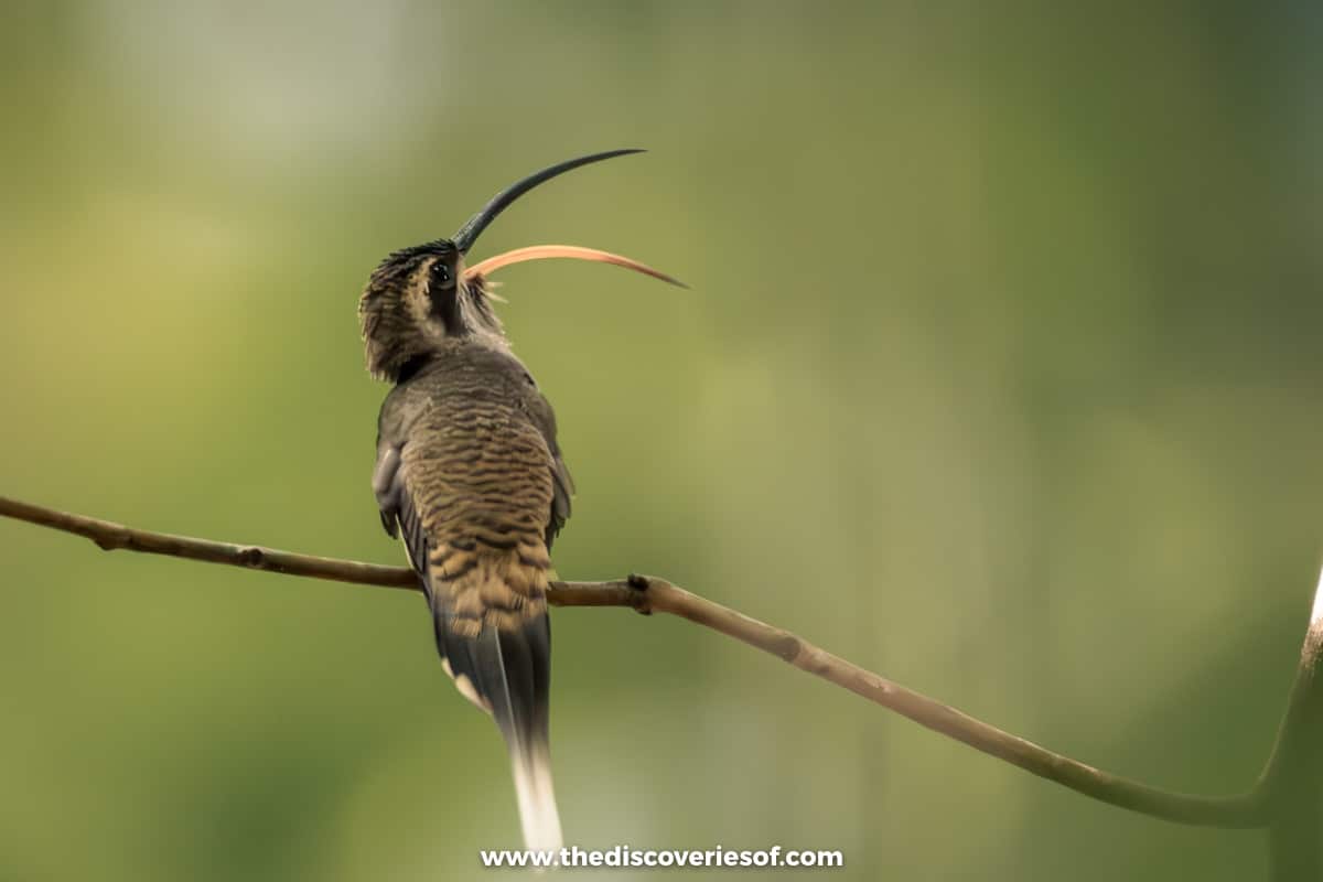 Hummingbird closeup Corcovado 