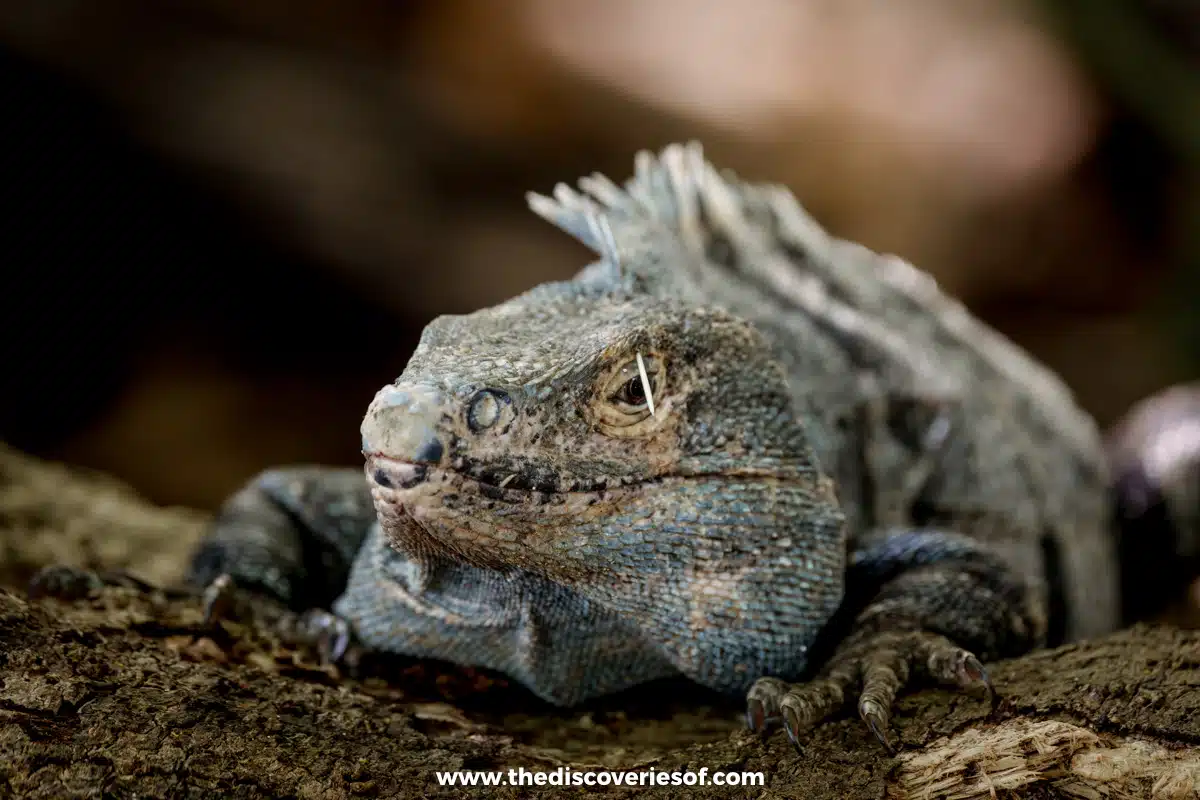 Iguana Manuel Antonio