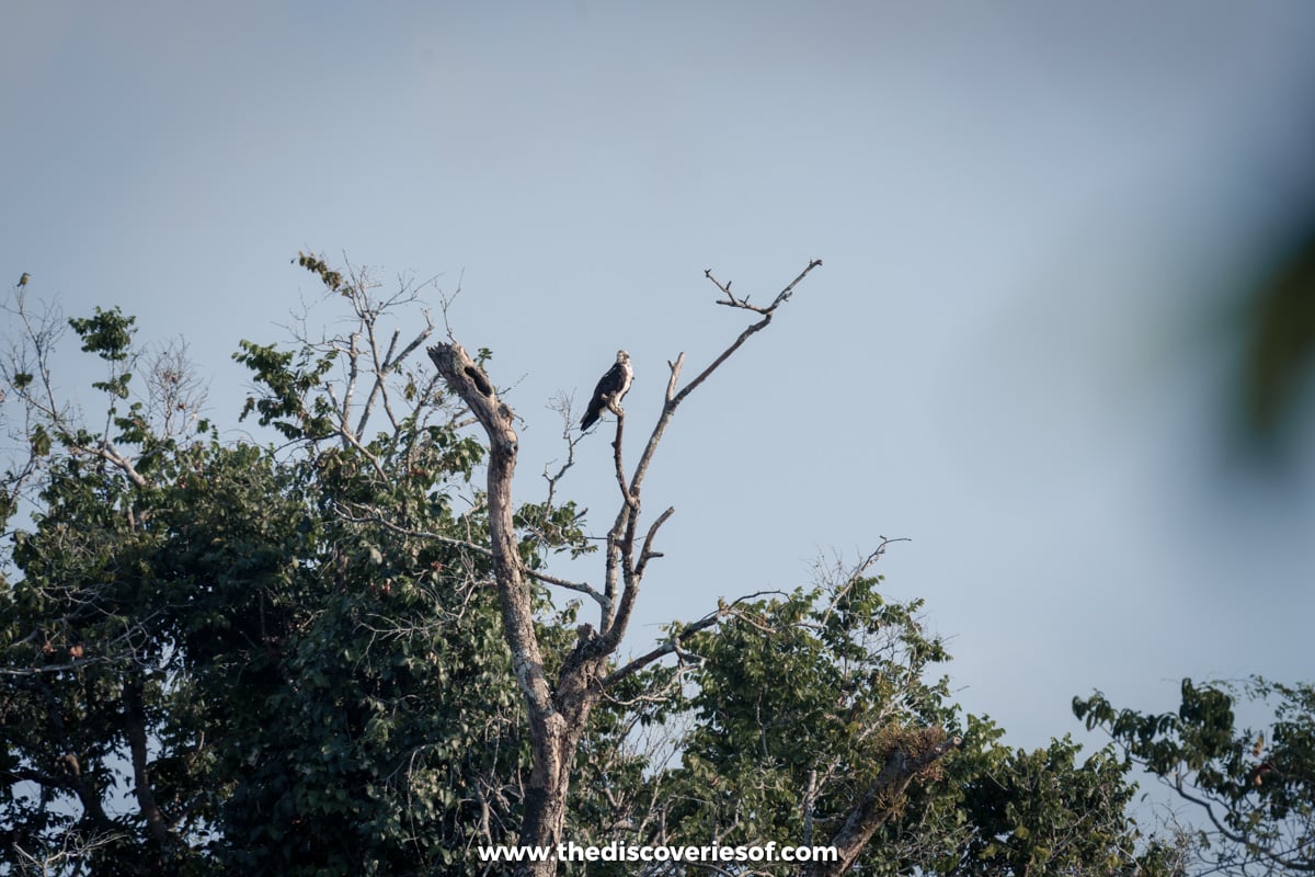 Osprey in the park