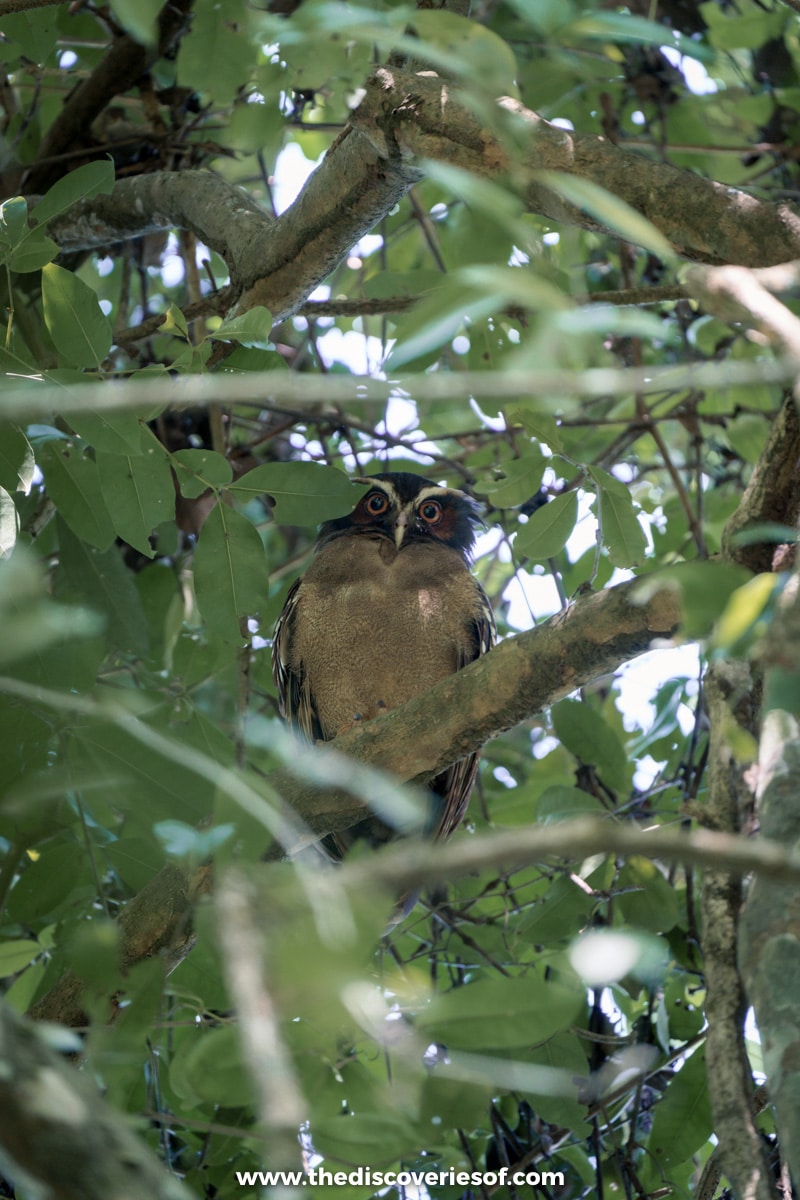 Owl looking out from the canopy