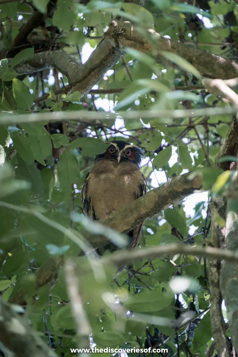 Owl looking out from the canopy 