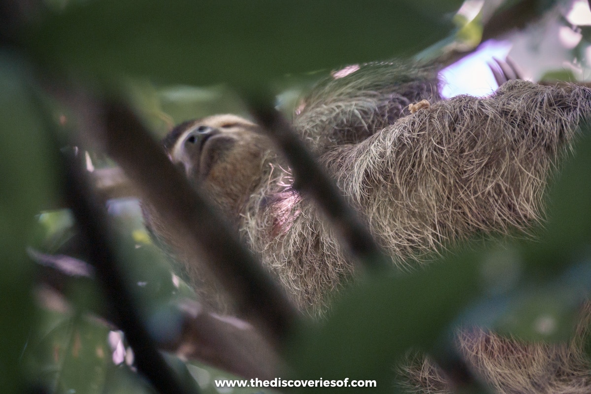 Sloth high up in the tree canopy corcovado 