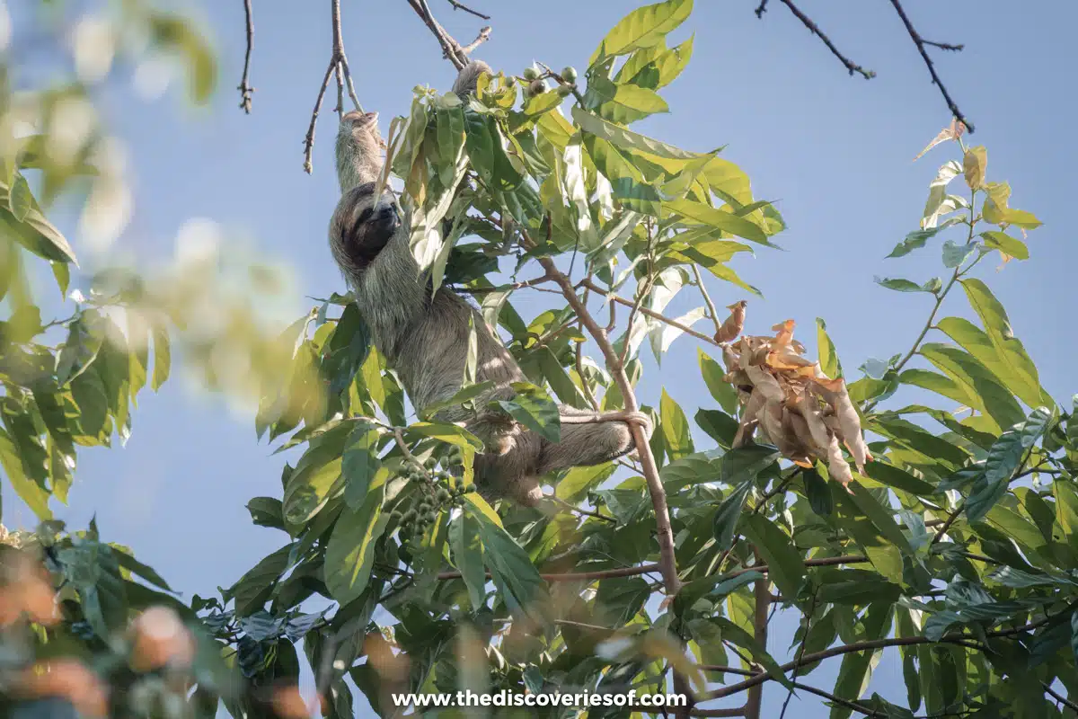 Sloth Manuel Antonio