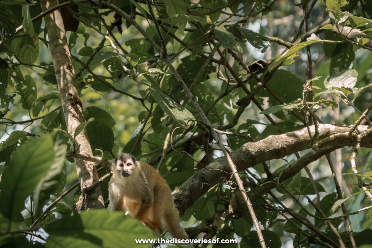 Squirrel Monkey