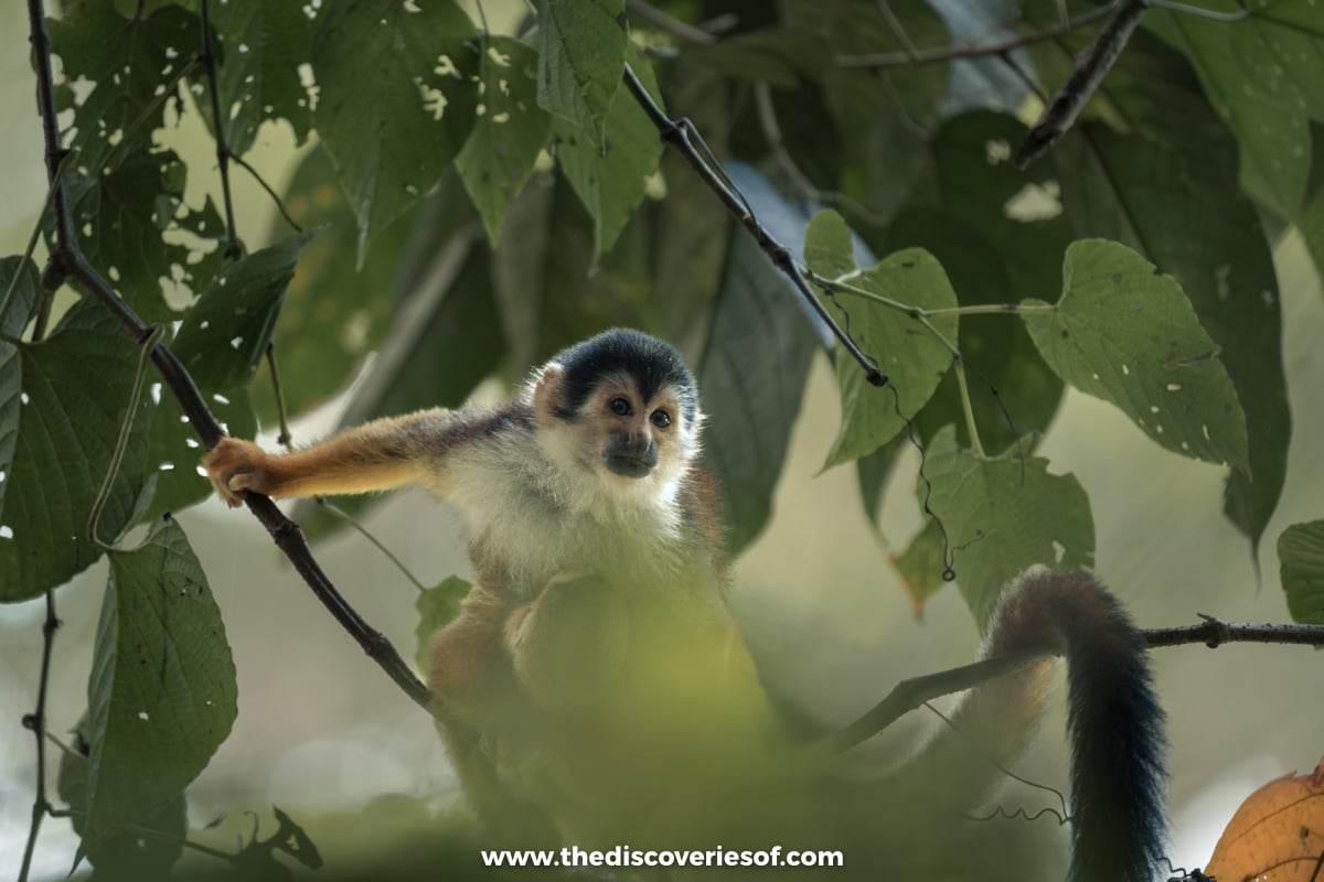 Squirrel Monkey in the trees