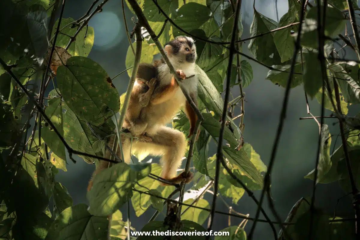 Squirrel Monkeys in the canopy