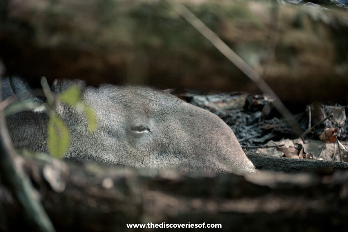 Baird's tapir close up 