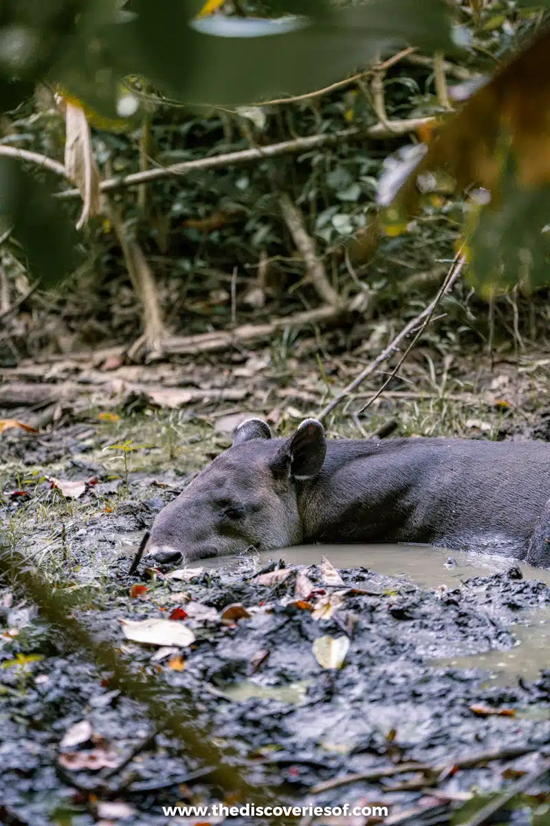 Tapir in the park 