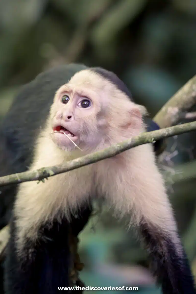 Capuchin monkey in Manuel Antonio