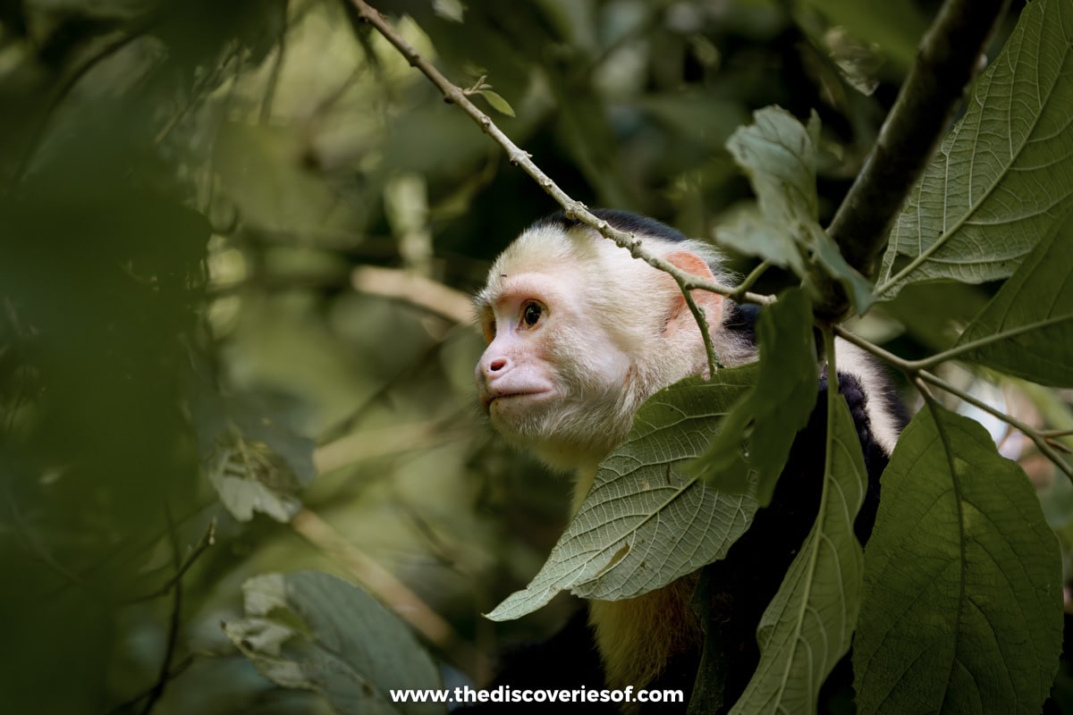 White Faced Capuchin Monkey