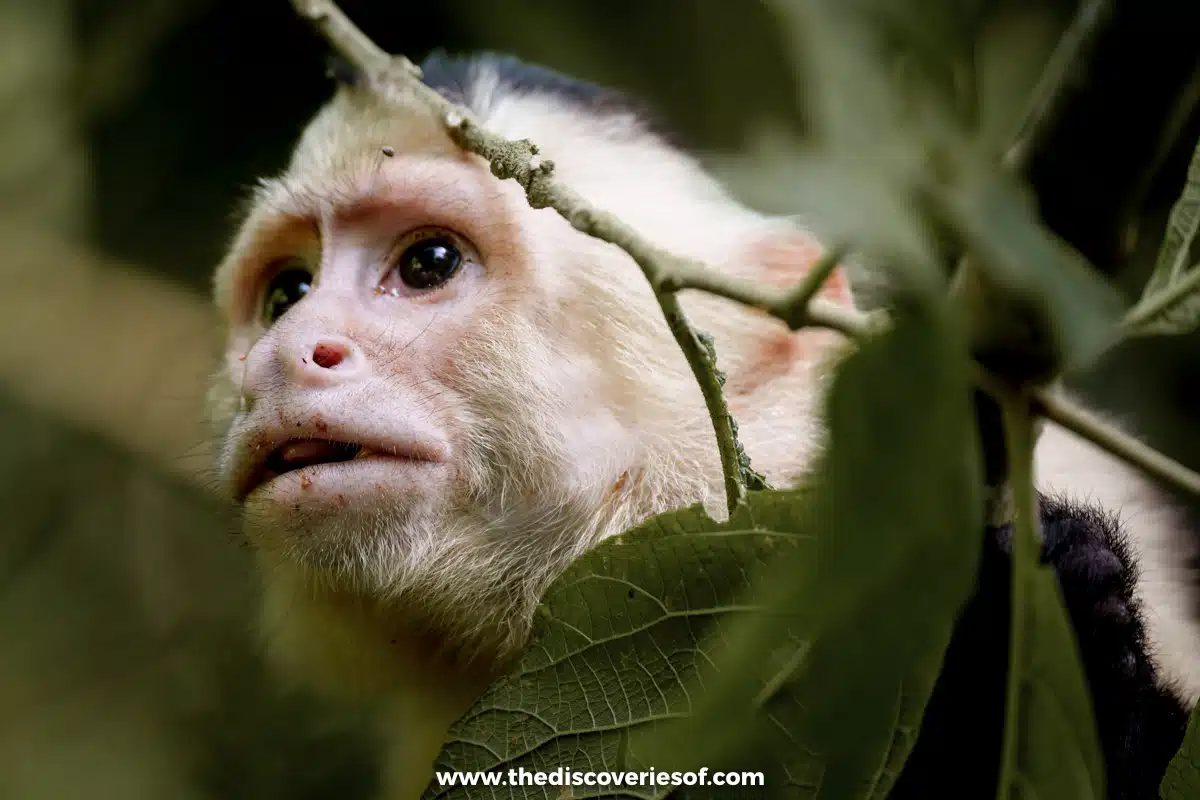White faced capuchin monkey in Manuel Antonio national park