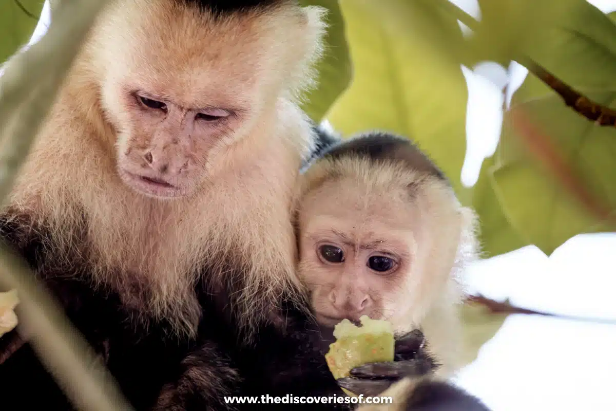 Parent and baby monkey eating in the trees