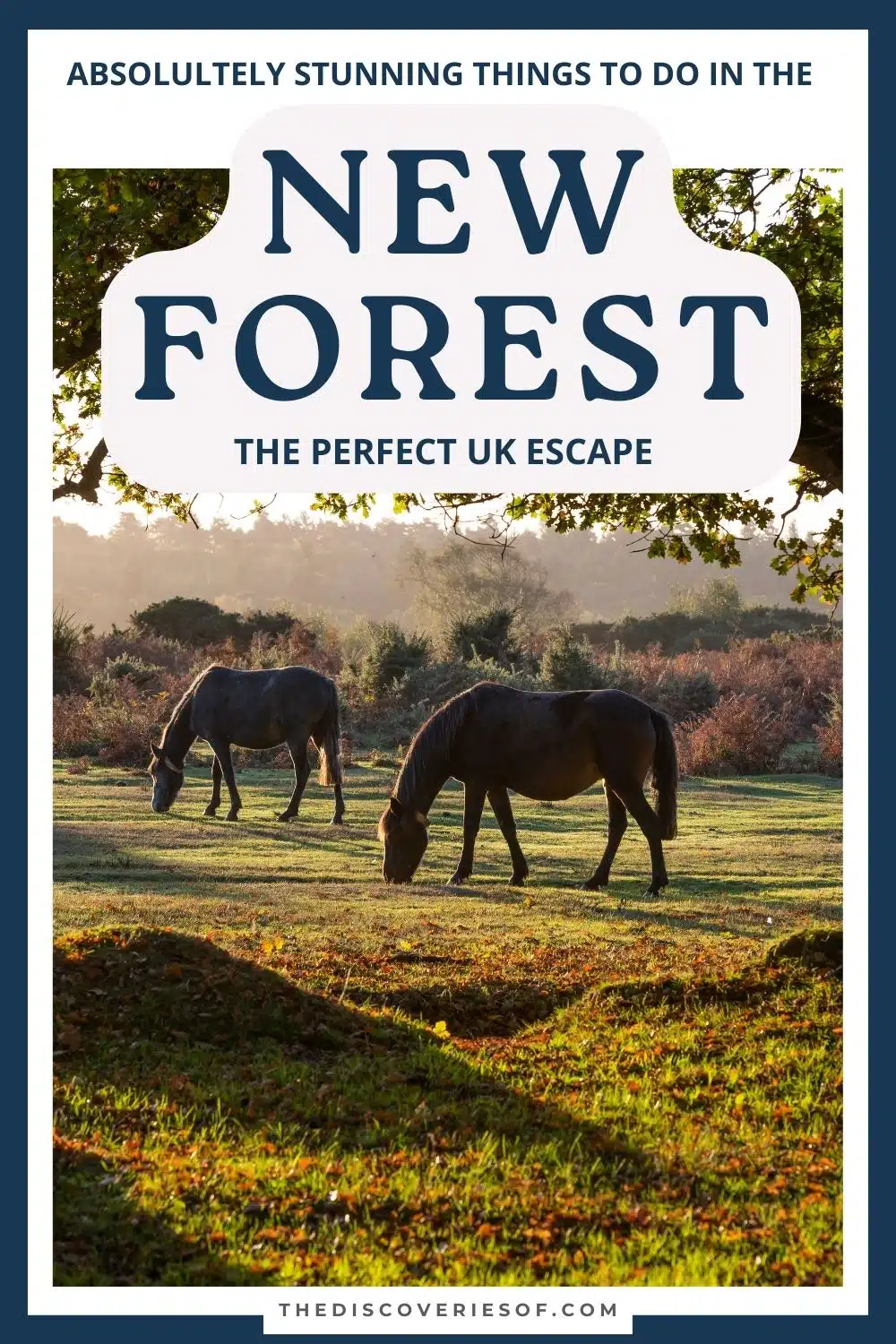 new forest tourist sites