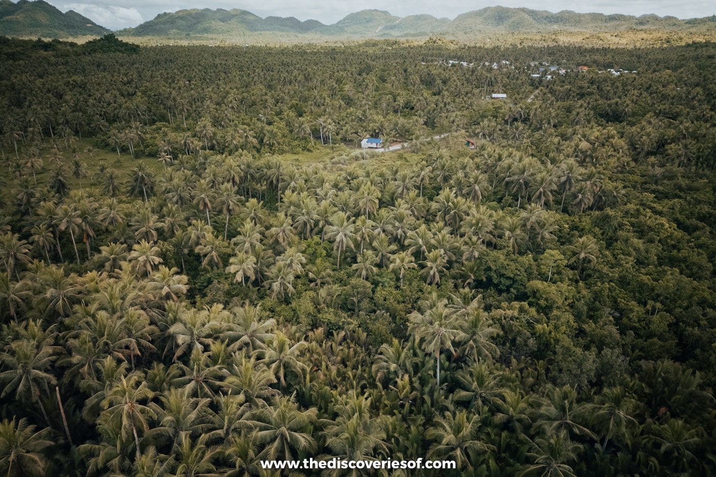 Coconut view