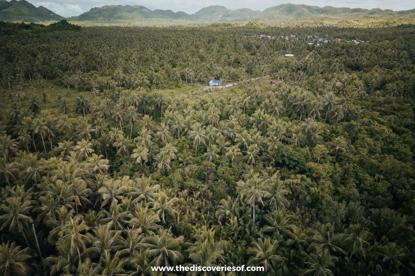 Coconut view