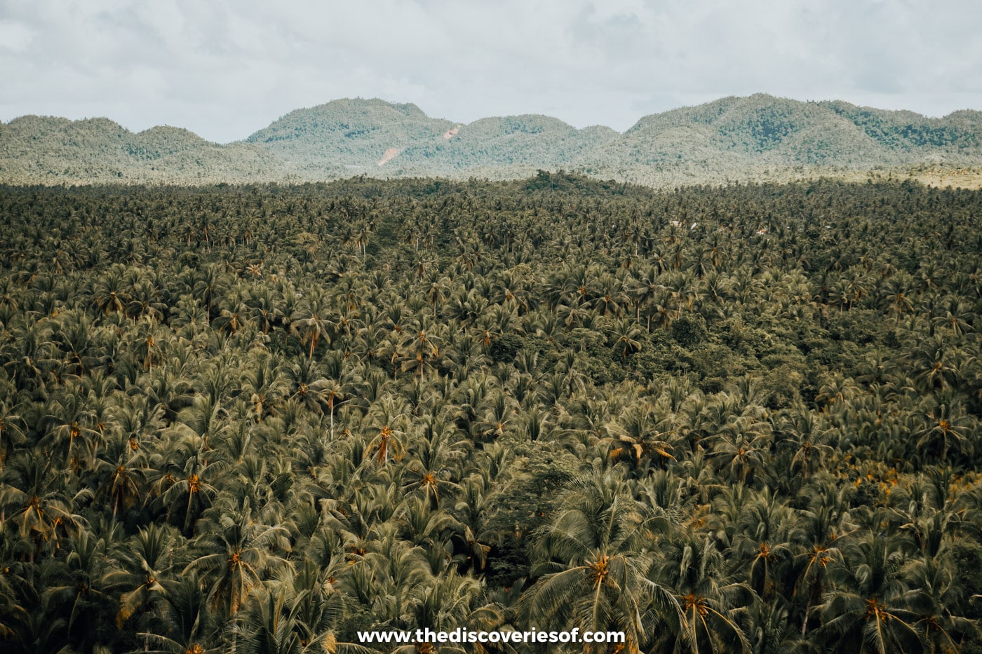 Coconut view