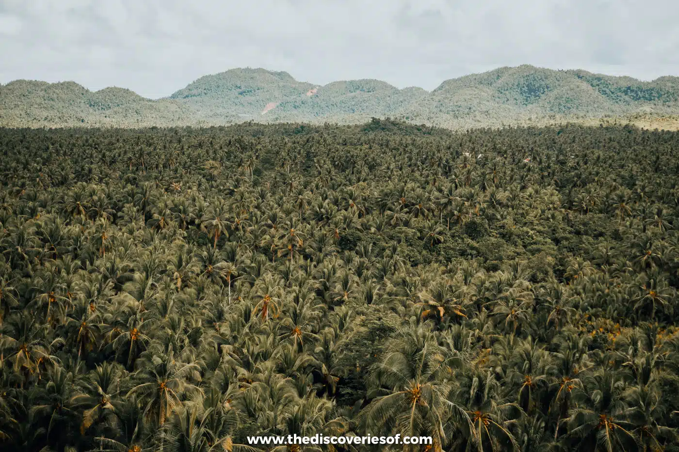 Coconut view