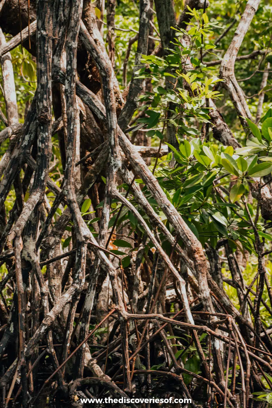 Close-up of tangled mangrove roots rising from the water near Sabang, Puerto Princesa