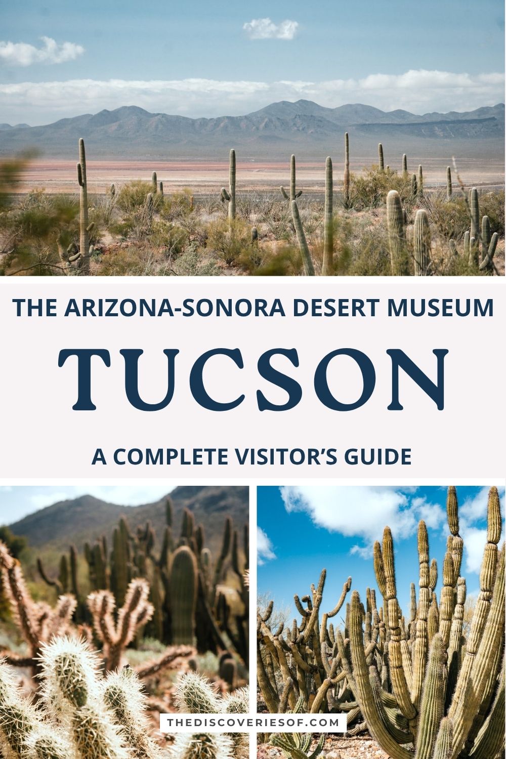 Desert Museum cactus garden and saguaro with text overlay: the Arizona-Sonora Desert Museum, Tucson, a complete visitor’s guide