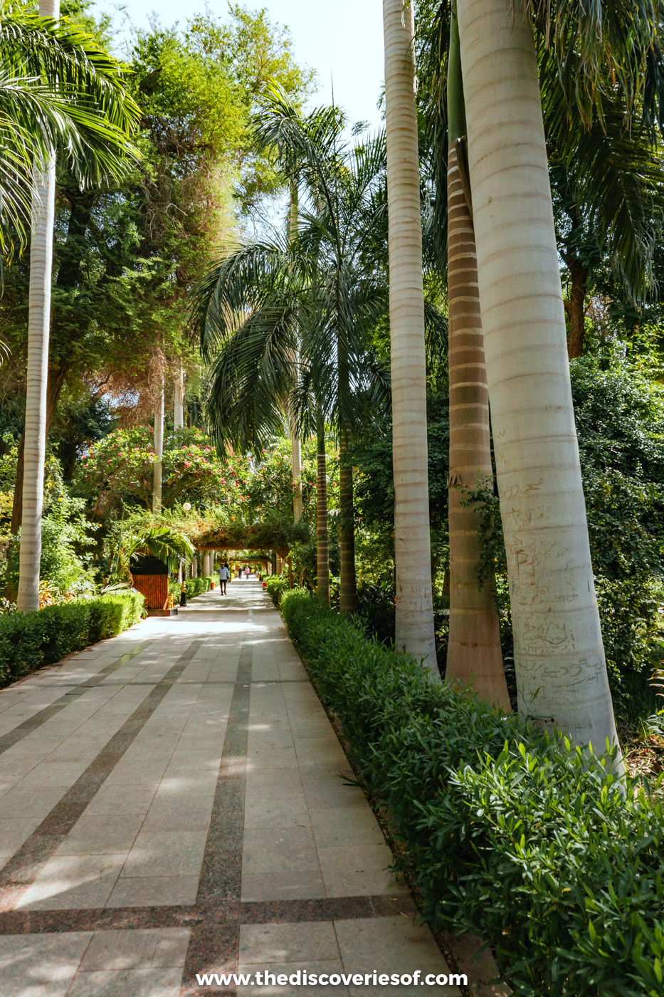 Tall smooth-trunked royal palms and clipped hedges lining a wide paved avenue in the Aswan Botanical Garden