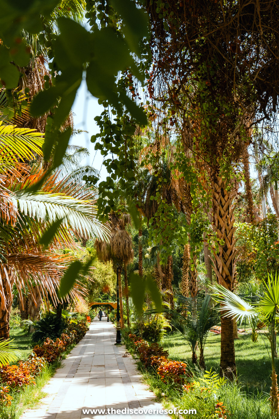 A shady path lined with palms and tropical plants in the Aswan Botanical Garden on Kitchener's Island