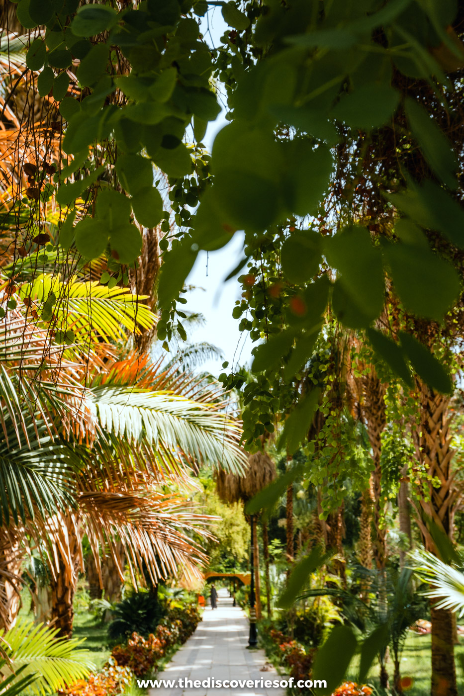 A paved path lined with palms and tropical plants under green leaves in the Aswan Botanical Garden