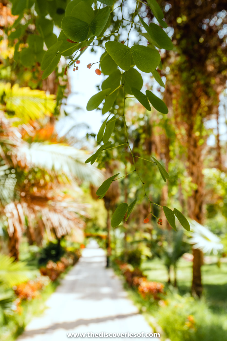 Sunlight falling through leafy branches onto a narrow garden path on Kitchener's Island in Aswan