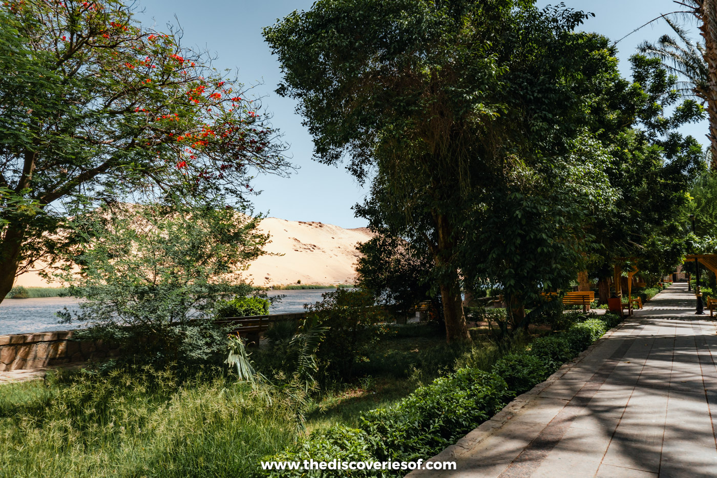 A riverside path through trees in the Aswan Botanical Garden, with golden West Bank sand dunes across the Nile