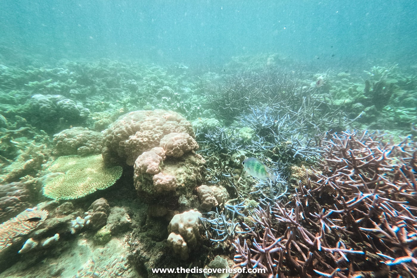 Hard and branching corals with a small fish in the shallow coral garden off Coron Island