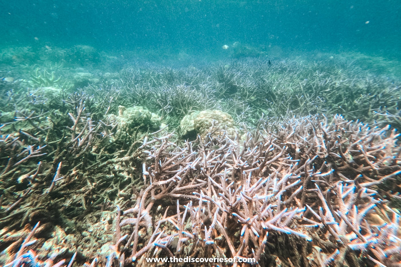 Field of pale blue-tipped branching coral in the coral garden off Coron Island