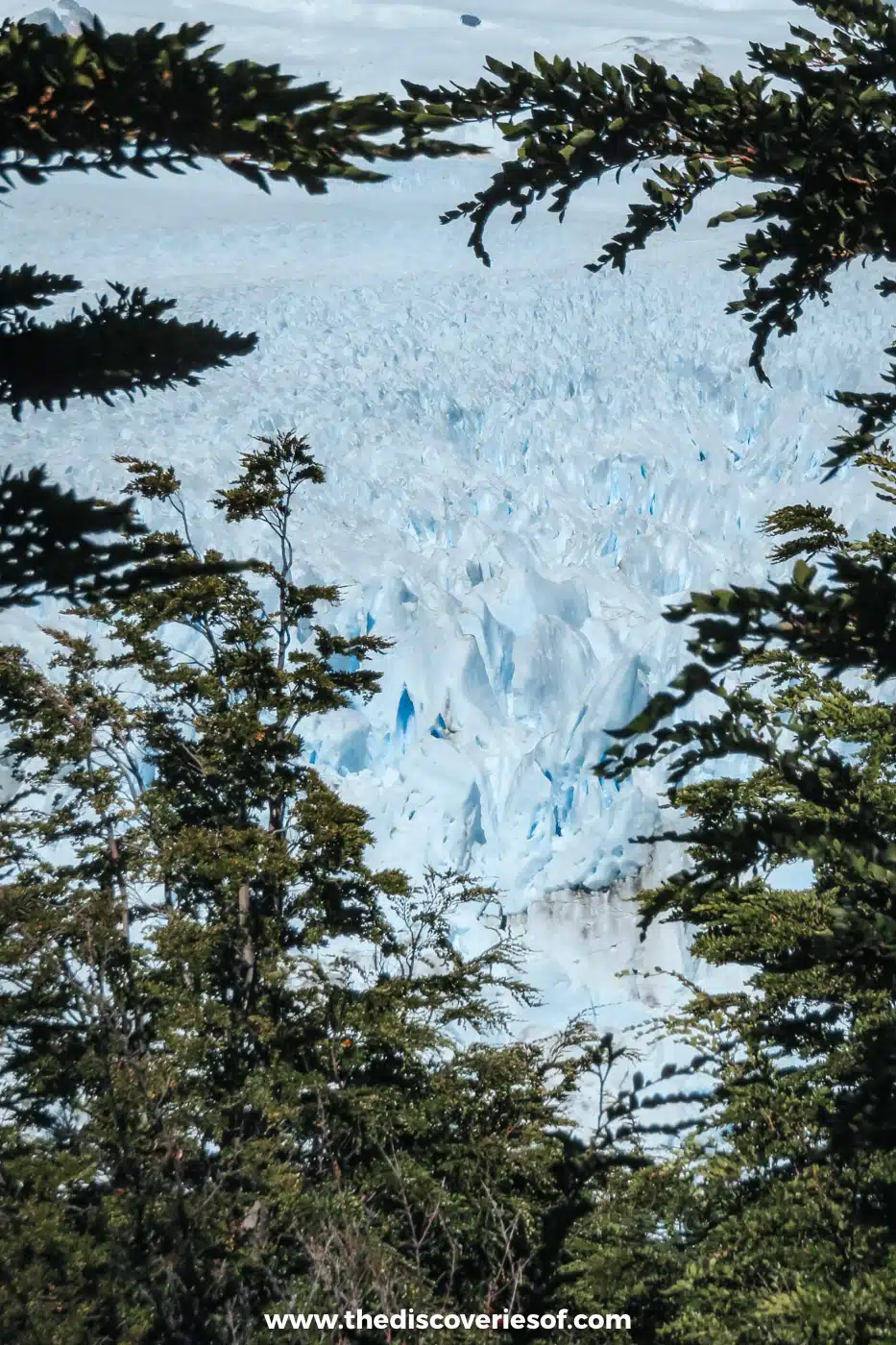 Perito Moreno Glacier seen through lenga tree branches from the boardwalks, Argentina