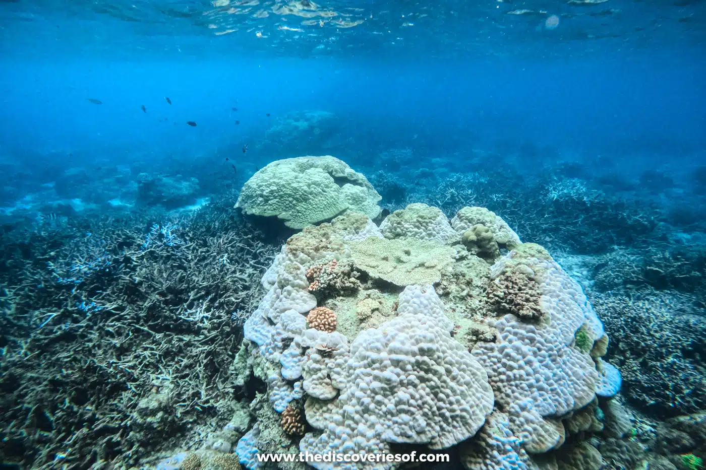 Mound of coral on the seabed with small fish in clear blue water at a snorkelling stop near El Nido