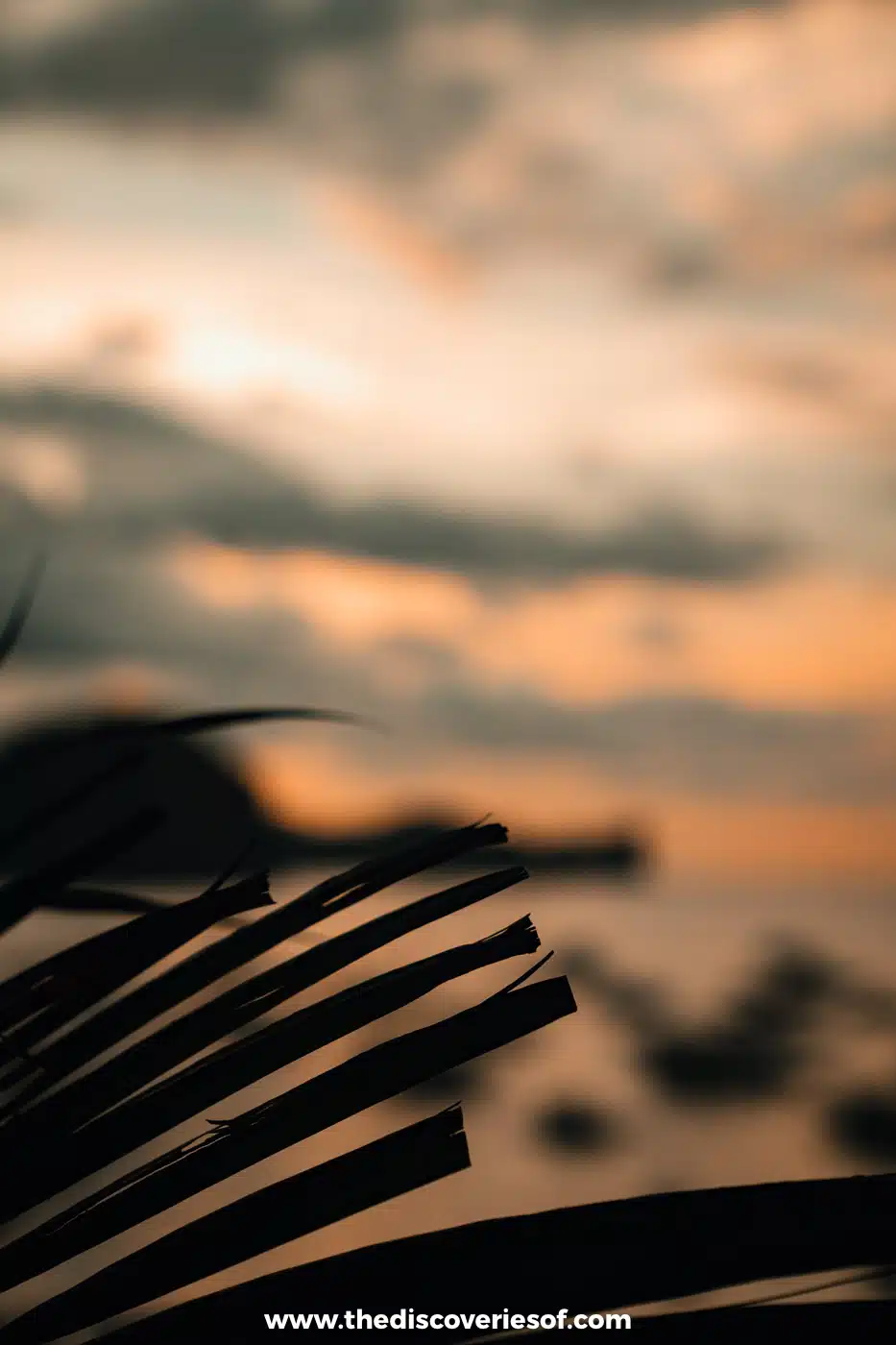 Silhouetted palm fronds against an orange sunset sky over Bacuit Bay, El Nido