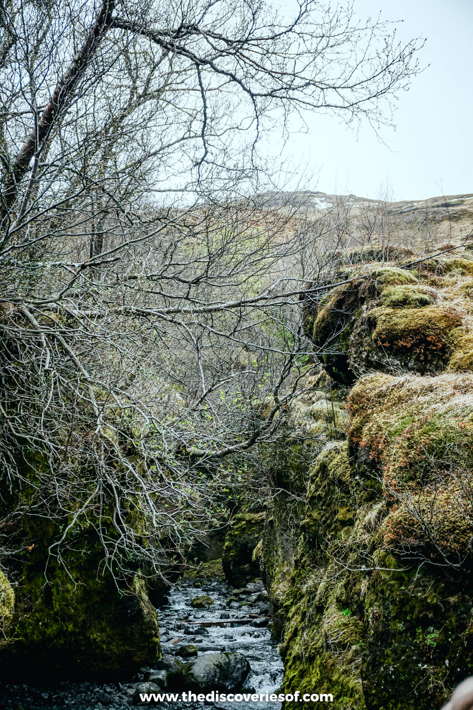 Leafless trees leaning over a narrow mossy ravine with a stream at the bottom near Þórsmörk in early May