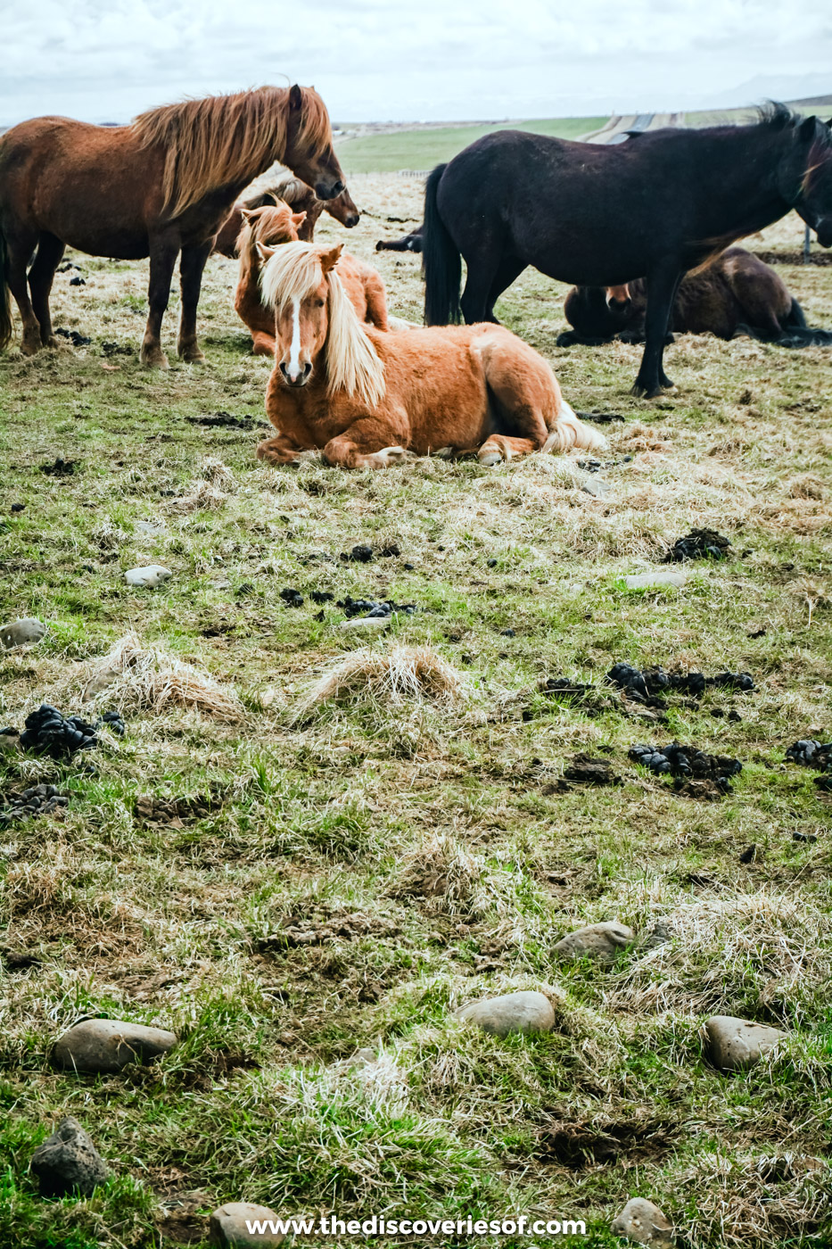 Chestnut and black Icelandic horses with shaggy coats grazing and resting in a grassy field in south Iceland