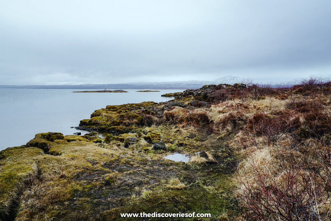 Rust-brown moss and lava on the shore of Þingvallavatn at Þingvellir, with still water and distant snowy peaks