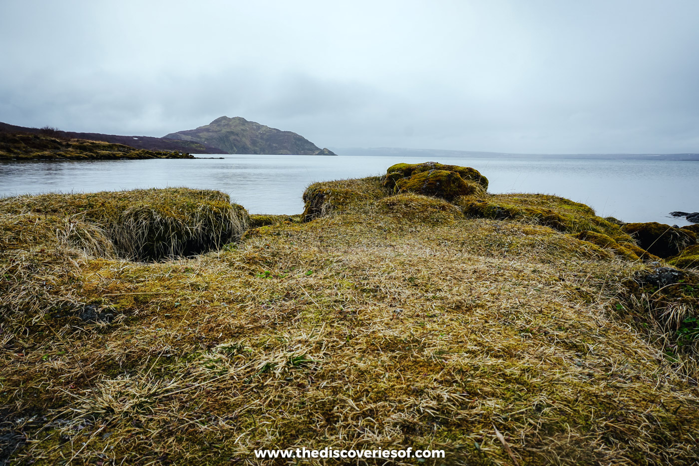 Moss and grass-covered lava hummocks on the shore of Þingvallavatn lake in Þingvellir National Park