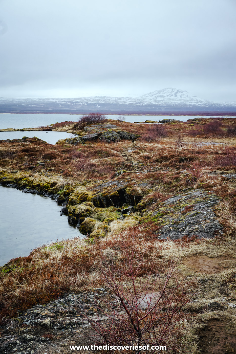 A still inlet of Þingvallavatn edged with red-brown heath and moss, with a snowy mountain behind, Þingvellir National Park